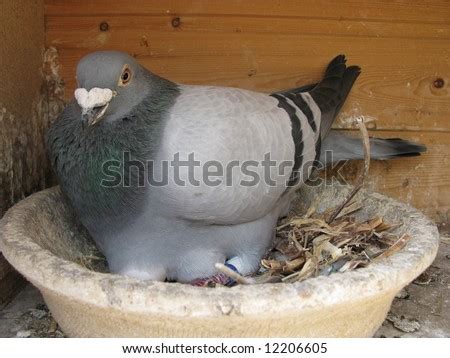 Carrier pigeon Images - Search Images on Everypixel