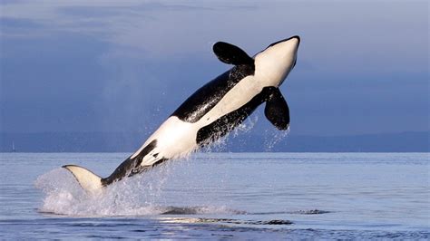 Video shows killer whale leaping into air during dolphin hunt | wtsp.com