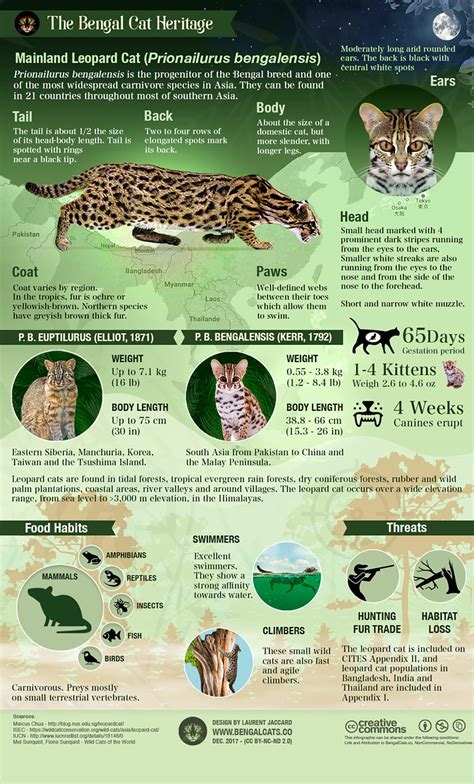 Bengal cat colors and patterns visual guide – Artofit