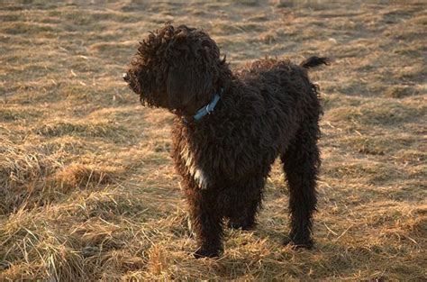 Barbet Dog : History, Temperament, Care, Training, Feeding & Pictures