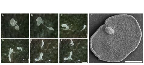 A day in the life of a Trichoplax lab - the Node