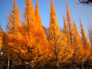 fall foliage at Icho Namiki Dori | at Jingu Gaien | nakashi | Flickr