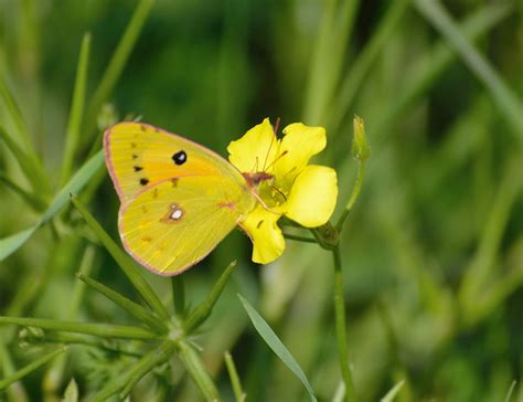 Most beautiful Clouded yellow butterfly photographs