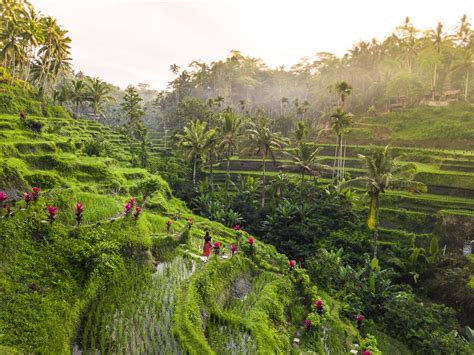 Tegalalang Rice Terrace in Ubud- A Guide to Bali's Most Beautiful Rice ...