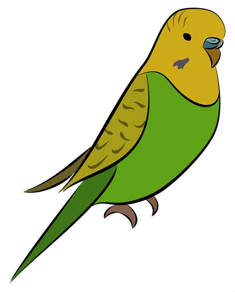 Download Budgie, Nature, Parakeet. Royalty-Free Stock Illustration Image - Pixabay