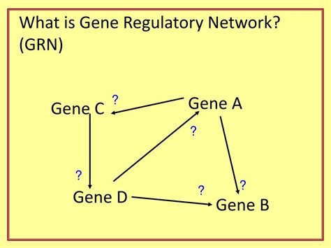 PPT - Gene Network Modeling PowerPoint Presentation, free download - ID ...