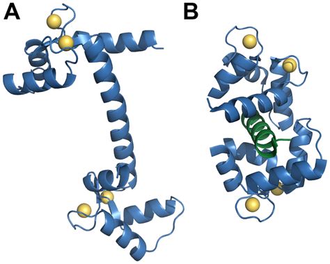 Structure of Calmodulin (CaM). (A) A 1.7 angstrom ribbon structure of ...