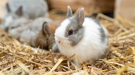 Netherland Dwarf Rabbit Pictures - AZ Animals