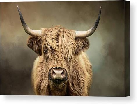 Scottish Highland Cow Canvas Print / Canvas Art by Diana Van Tankeren | Koeien kunst, Muur kunst ...