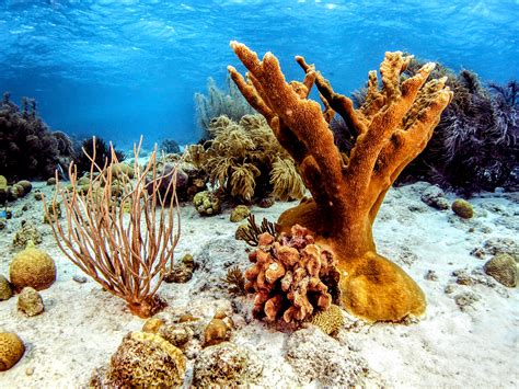 Favorable conditions offer hope for endangered elkhorn coral - Earth.com