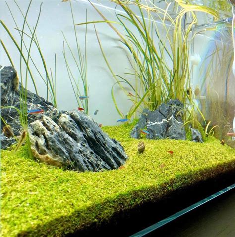 The Best Low Light Aquarium Plants 2020 | Reviews By The Aqua Guru