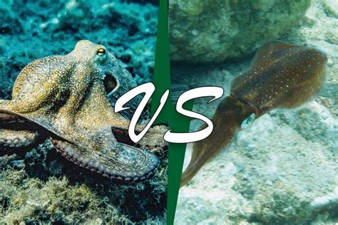 Octopus Vs Squid (9 Differences With Pictures) - Wildlife Informer