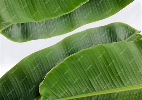 Premium Photo | Banana leaf surface and pattern.