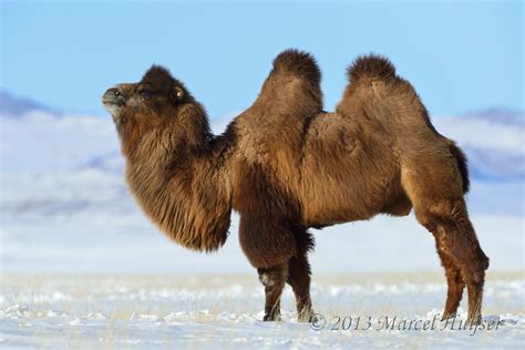 Marcel Huijser Photography | Travel: Domesticated bactrian camel (Camelus bactrianus), near ...