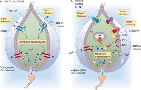 Sensory Transduction