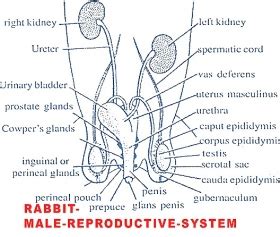 REPRODUCTIVE SYSTEM OF MALE RABBIT