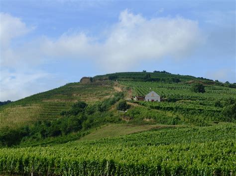 Tokaj vineyards | Green and lush. | Jerzy Kociatkiewicz | Flickr