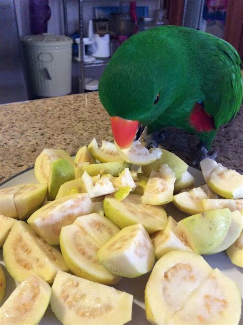 Parrot diet [ balance is key] — Prego Dalliance Sanctuary