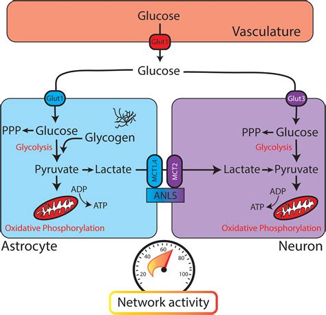 Frontiers | Dysregulated Glucose Metabolism as a Therapeutic Target to Reduce Post-traumatic ...