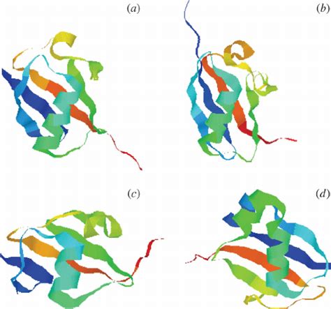 Structure of the four ubiquitin-like proteins: ( a ) ubiquitin, ( b )... | Download Scientific ...