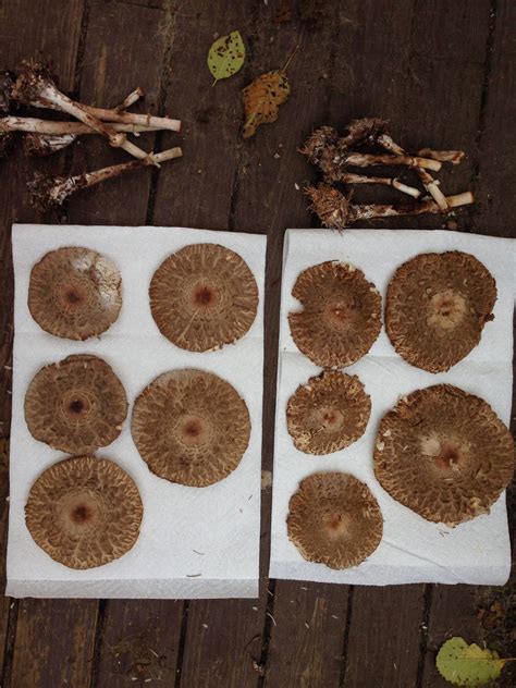 Shaggy parasol - Mushroom Hunting and Identification - Shroomery Message Board