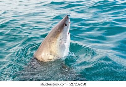 Great White Shark Carcharodon Carcharias Attack Stock Photo 527202658 | Shutterstock