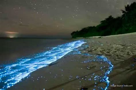 Bioluminescent Beaches: Have The Best Time On These 7 Sparkling Shores ...