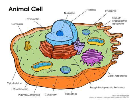 Printable animal cell diagram to help you learn the organelles in an animal cell in preparation ...