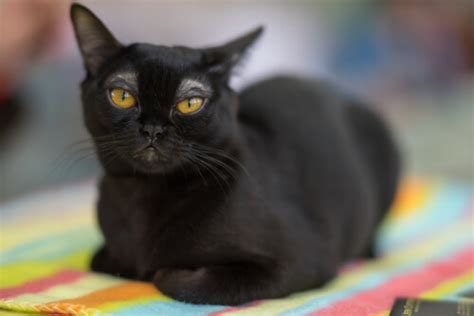 55 Awesome Bombay Cat Names In 2023 - Cats.com