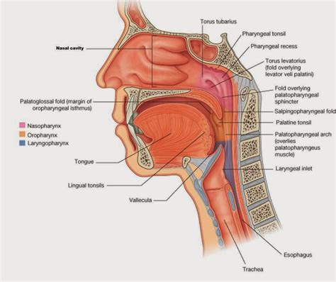 Solved Are the Lingual Tonsils located in both the | Chegg.com