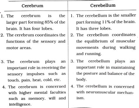 Cerebrum Vs Cerebellum, Cerebellum Functions Structure And Location ...