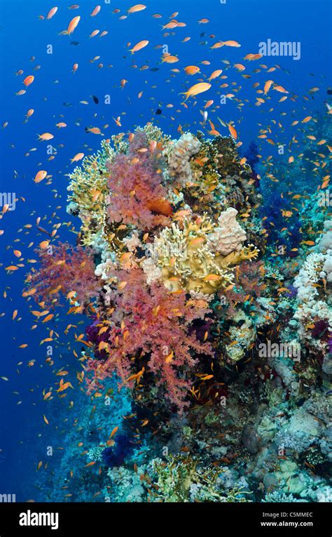 Beautiful coral reef, Ras Mohammed national park, Sinai, Egypt, Red Sea Stock Photo - Alamy