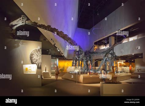 Dinosaur skeletons hi-res stock photography and images - Alamy