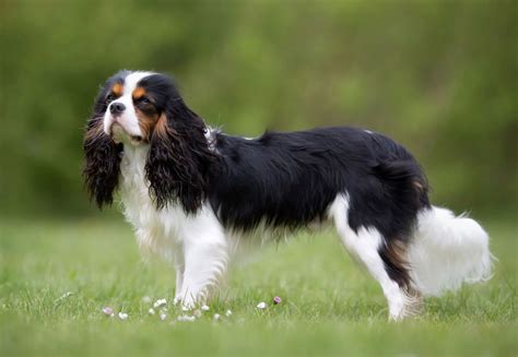 17 Astonishing Facts About Cavalier King Charles Spaniel - Facts.net