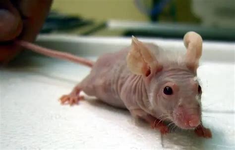 The Hairless Mouse - Pet Mice Blog.co.uk