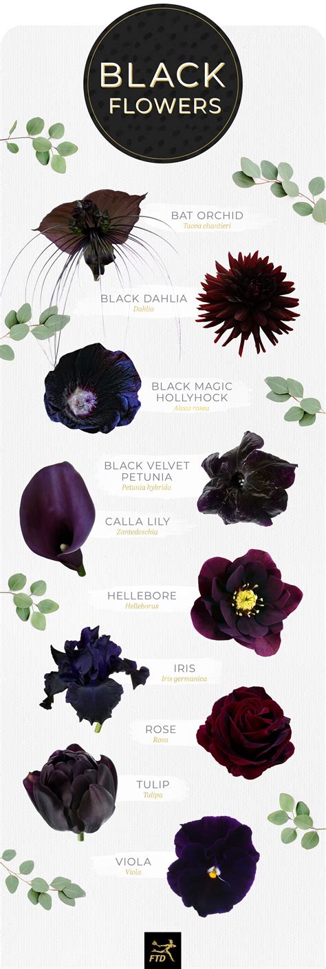 10 Types of Black Flowers - FTD.com | Gothic flowers, Black flowers ...