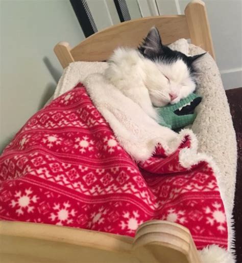 This Rescue Cat Simply Loves Sleeping in Her Little Bed Every Night - Women Daily Magazine