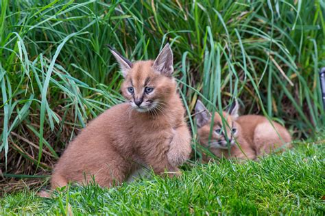 What's a caracal kitten? Cute | KVAL