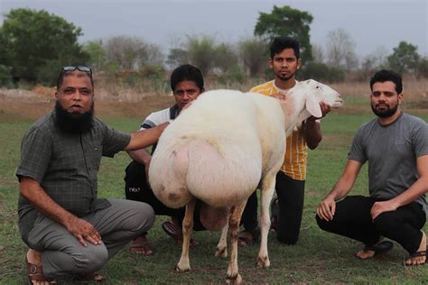 153 KG Fat Tailed Sheep | Goats, Goat farming, Sheep