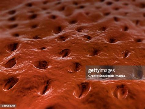 Dentinal Tubules Photos and Premium High Res Pictures - Getty Images