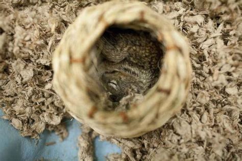 Baby Squirrel Rescued - ABC News