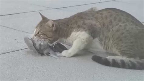 Stray cat eats a pigeon: Cat caught a bird in it's mouth! - YouTube