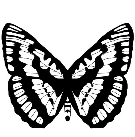 Butterfly Outline Free Stock Photo - Public Domain Pictures