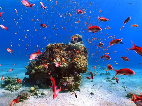 Fish in Red sea coral reef stock image. Image of maldives - 105544519