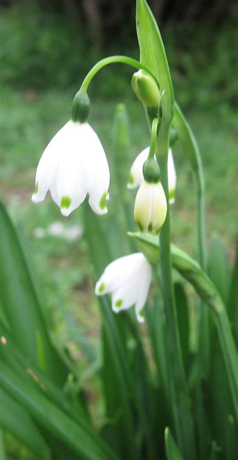 my walk with food and beautiful plants and flowers: Macro flowers: Snowdrops/snowflakes