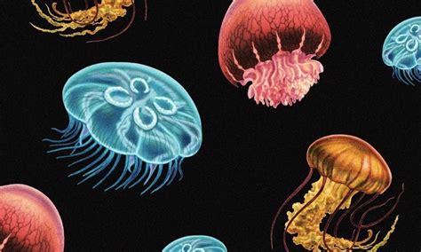 16 Types Of Jellyfish to Learn About | Surf's Up Magazine