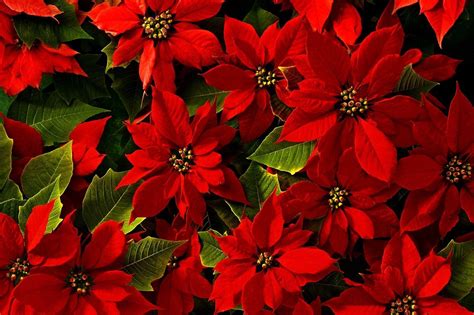 Christmas Poinsettia Wallpapers - Wallpaper Cave