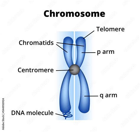 Vector scientific medical illustration of the structure of chromosomes. Chromosome composition ...