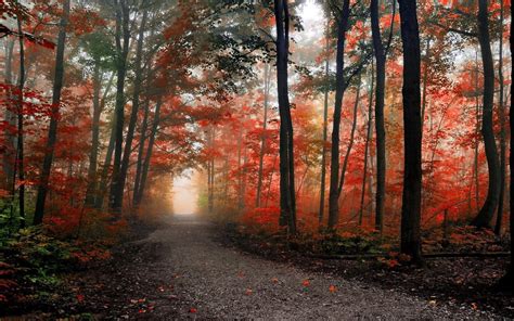 Misty Autumn Forest Path Wallpapers - Wallpaper Cave