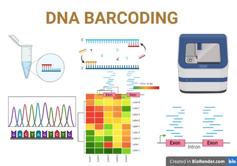 DNA Barcoding- Definition,Types, Procedure, History, Applications ...